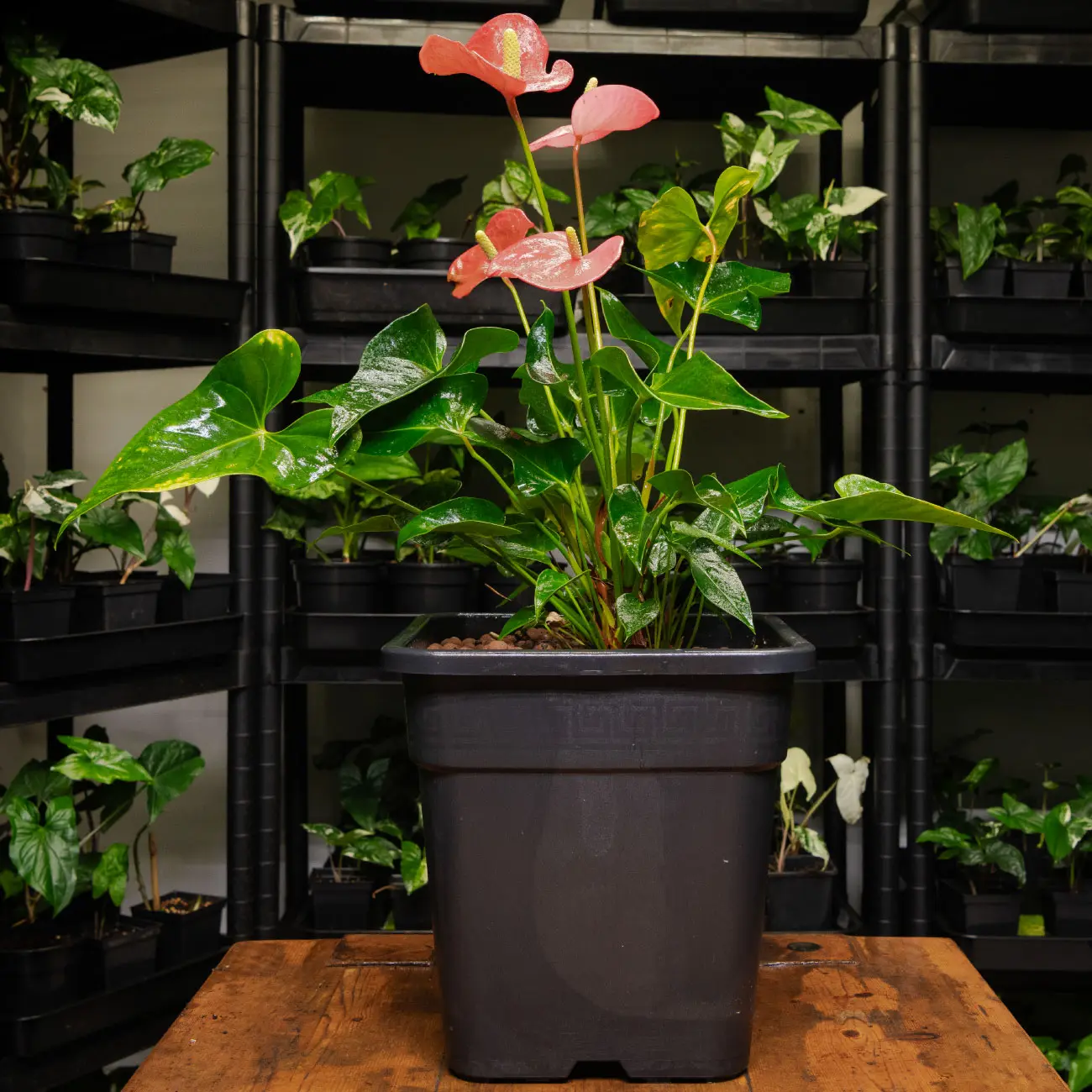 Anthurium andraeanum