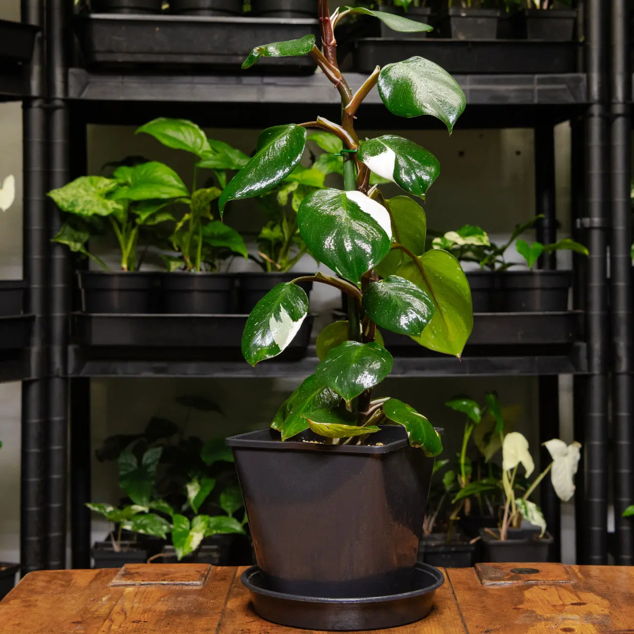 Philodendron erubescens