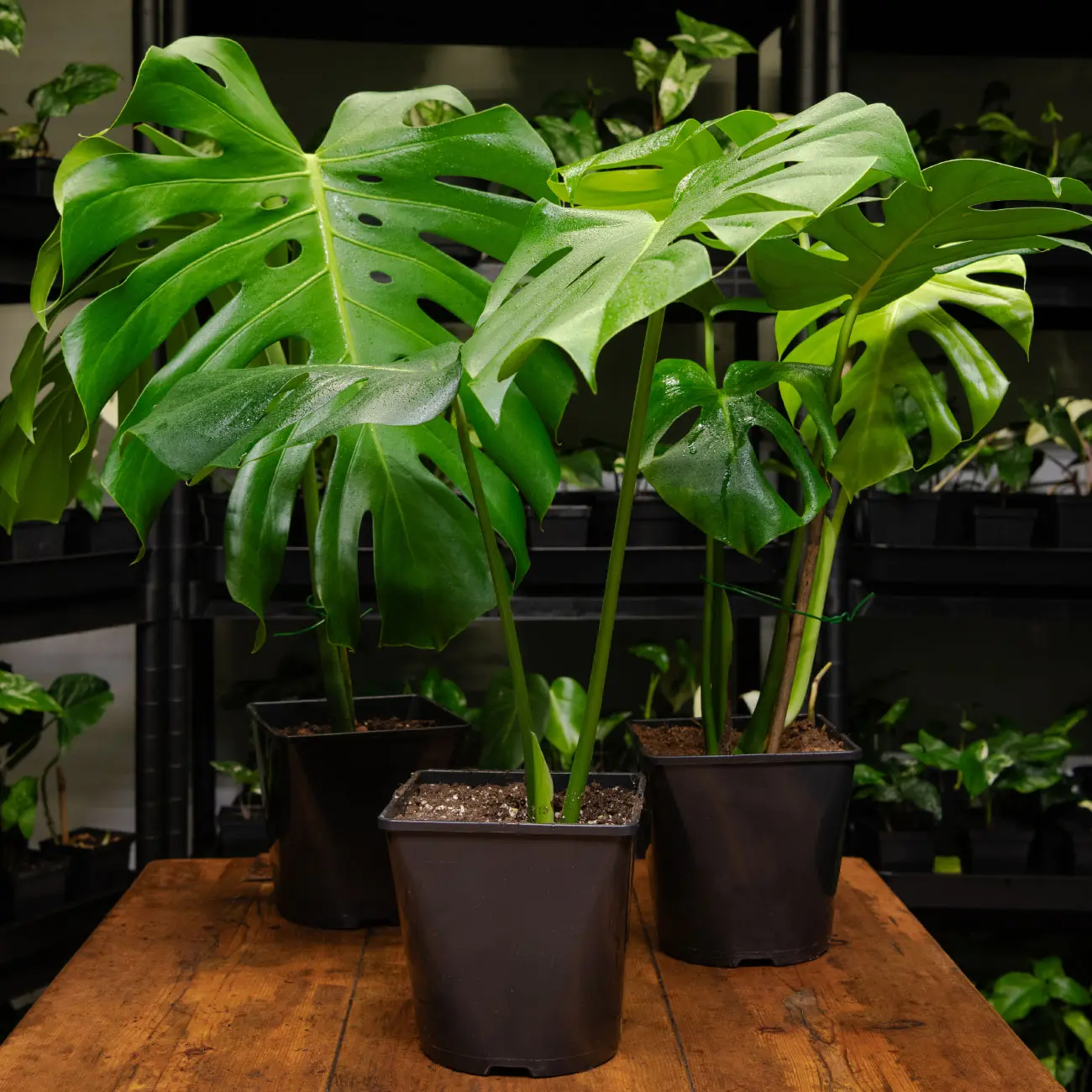 Philodendron pertussis