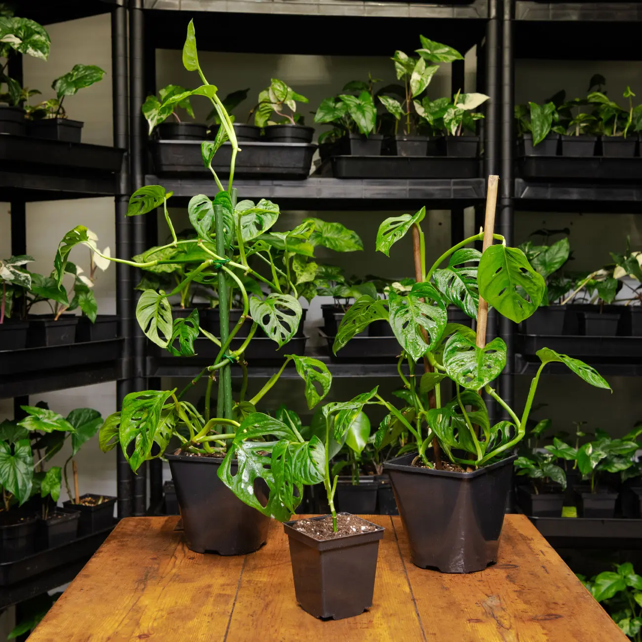 Philodendron pertusum