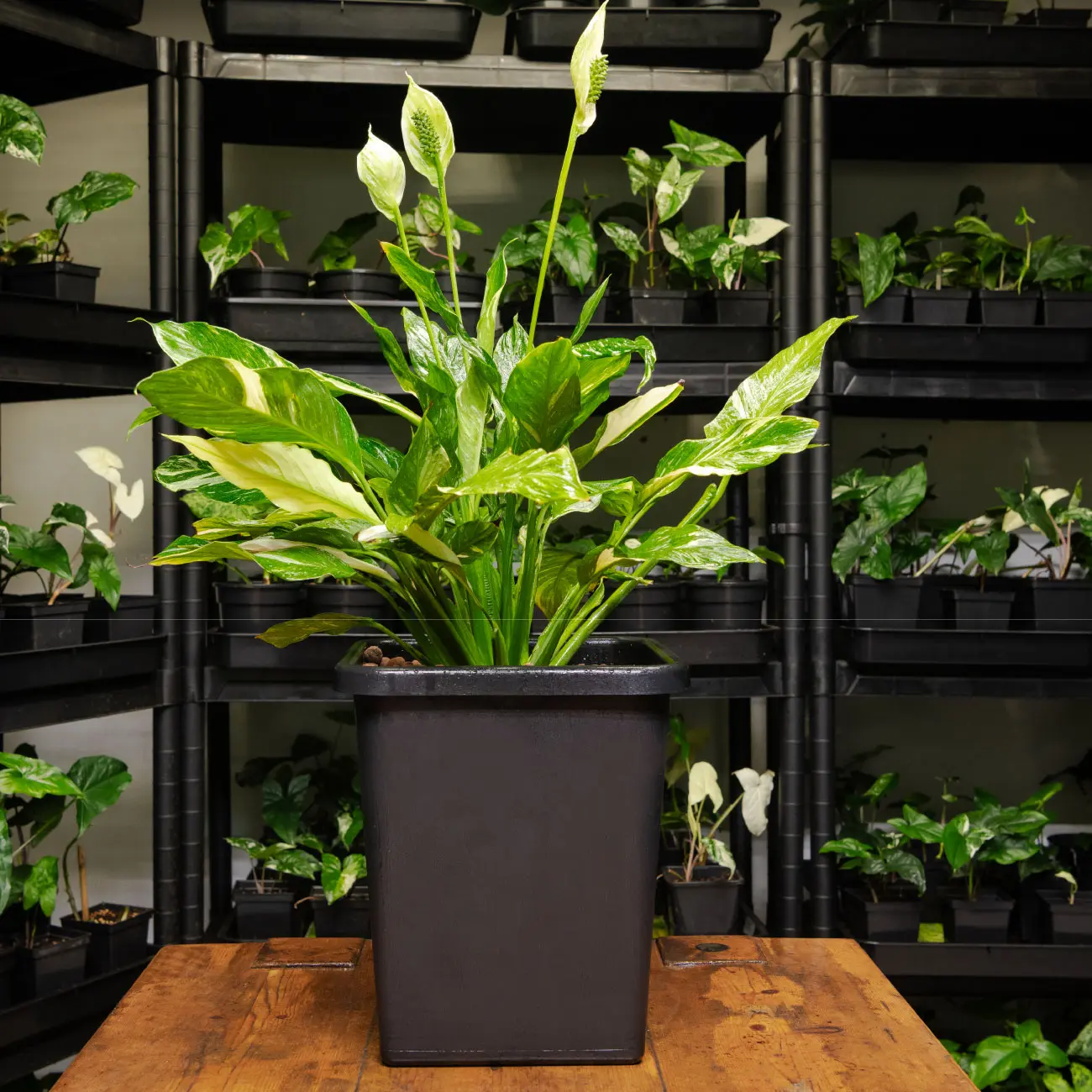 Spathiphyllum