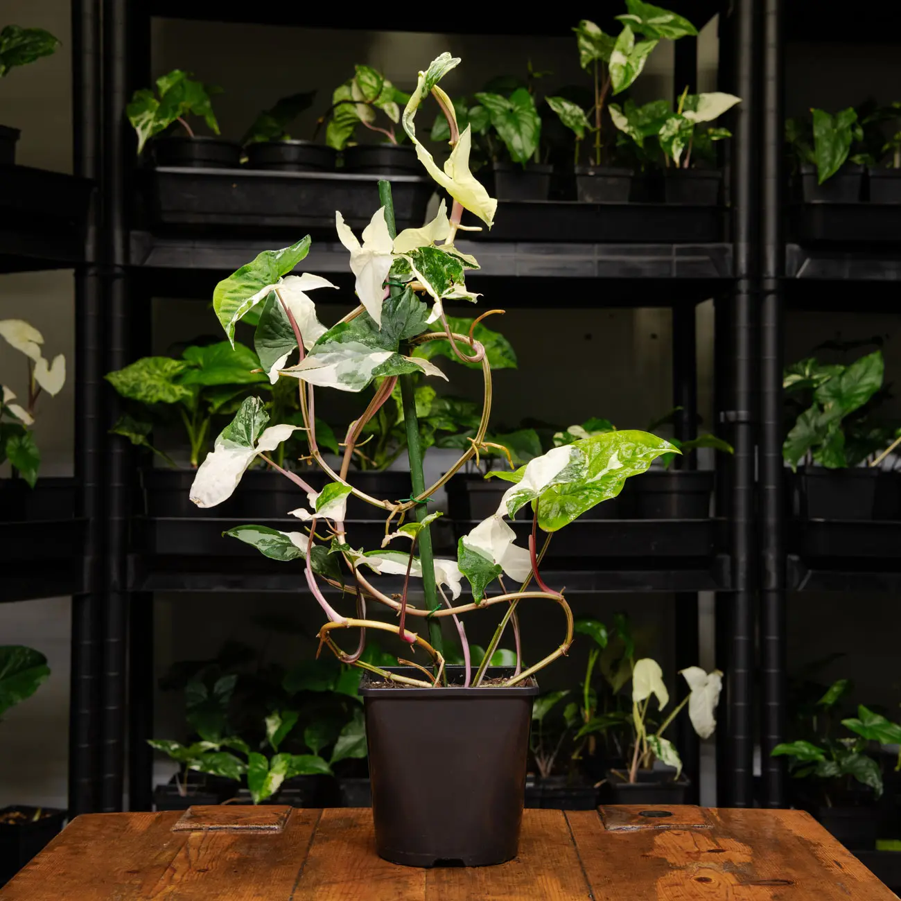 Syngonium podophyllum albo variegatum