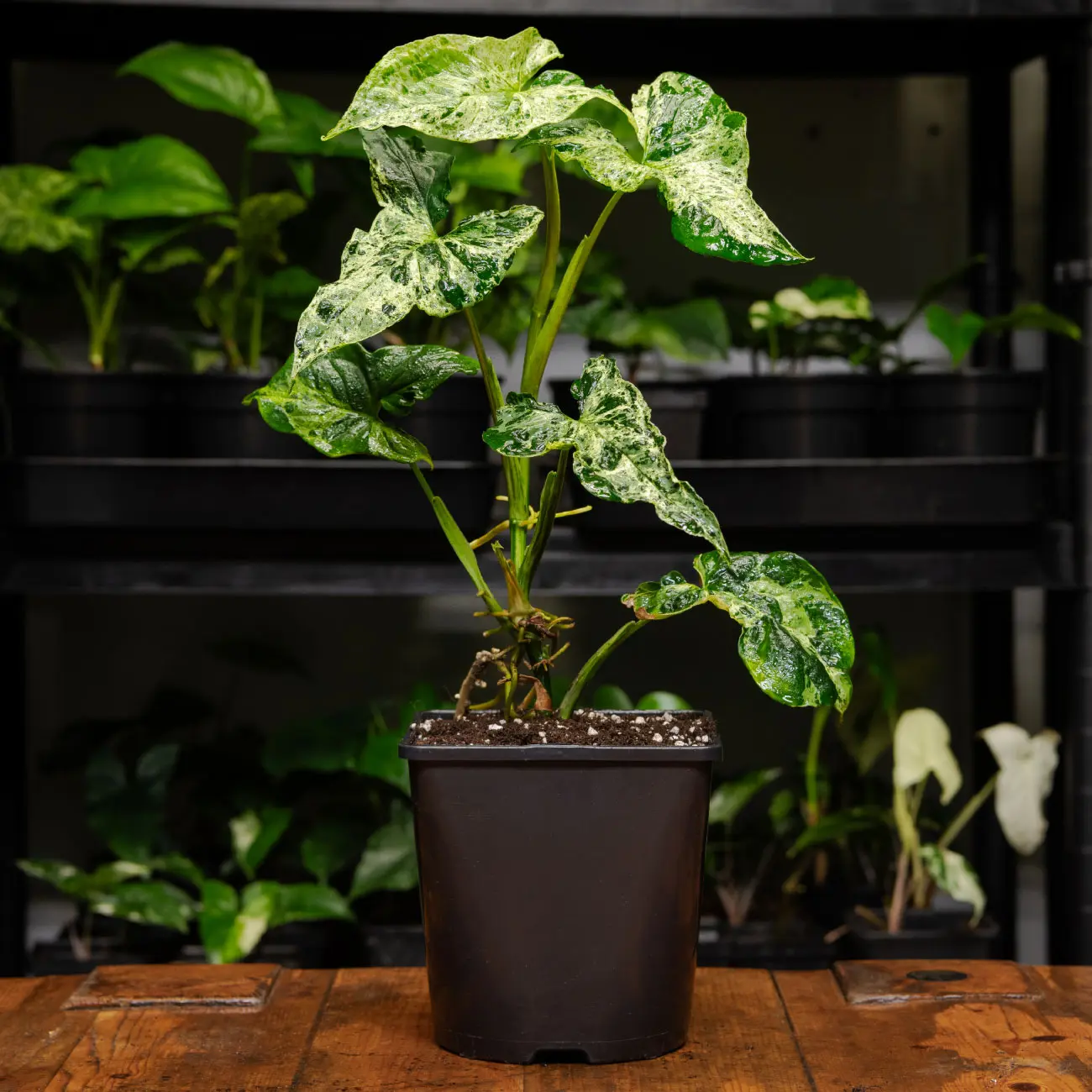 Syngonium podophyllum mottle mojito